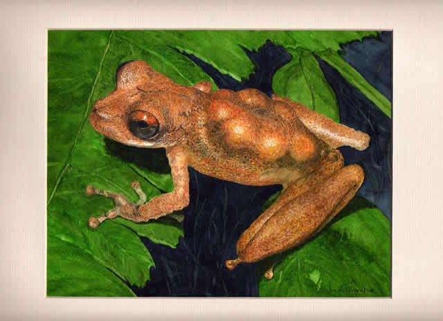 Pygmy Marsupial Frog Painting